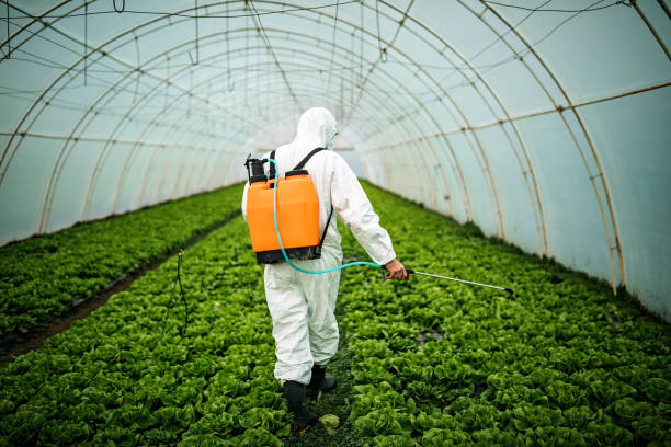Best Local Pest Control Services  in Redington Beach, FL