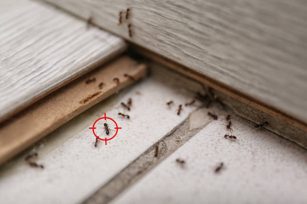 Best Spider Control Near Me  in Redington Beach, FL