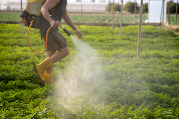 Best Pest Control Near Me  in Redington Beach, FL