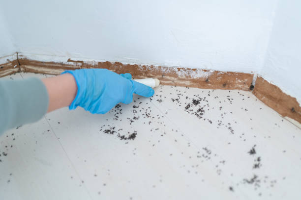 Best Affordable Pest Control Services  in Redington Beach, FL